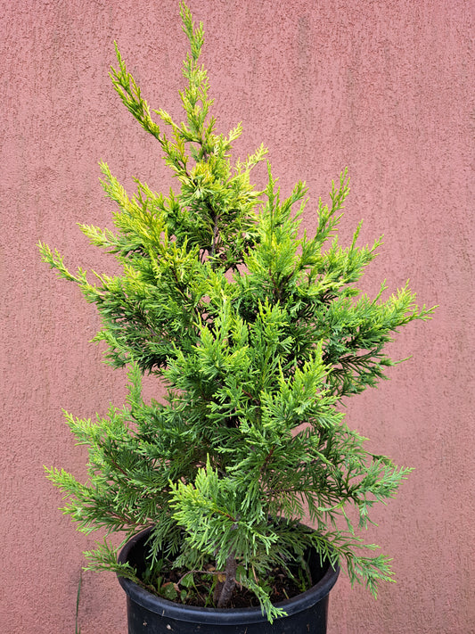 Chiparos leylandii "Gold Rider" - 90 cm