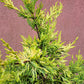 Chiparos leylandii "Gold Rider" - 90 cm