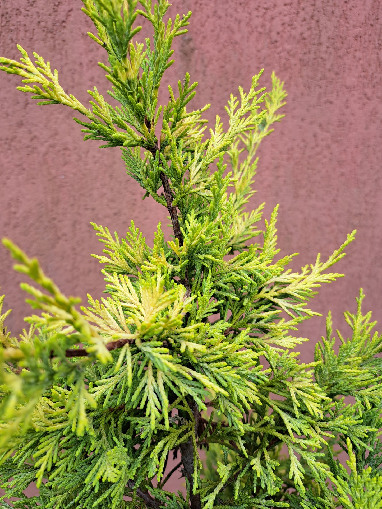 Chiparos leylandii "Gold Rider" - 90 cm