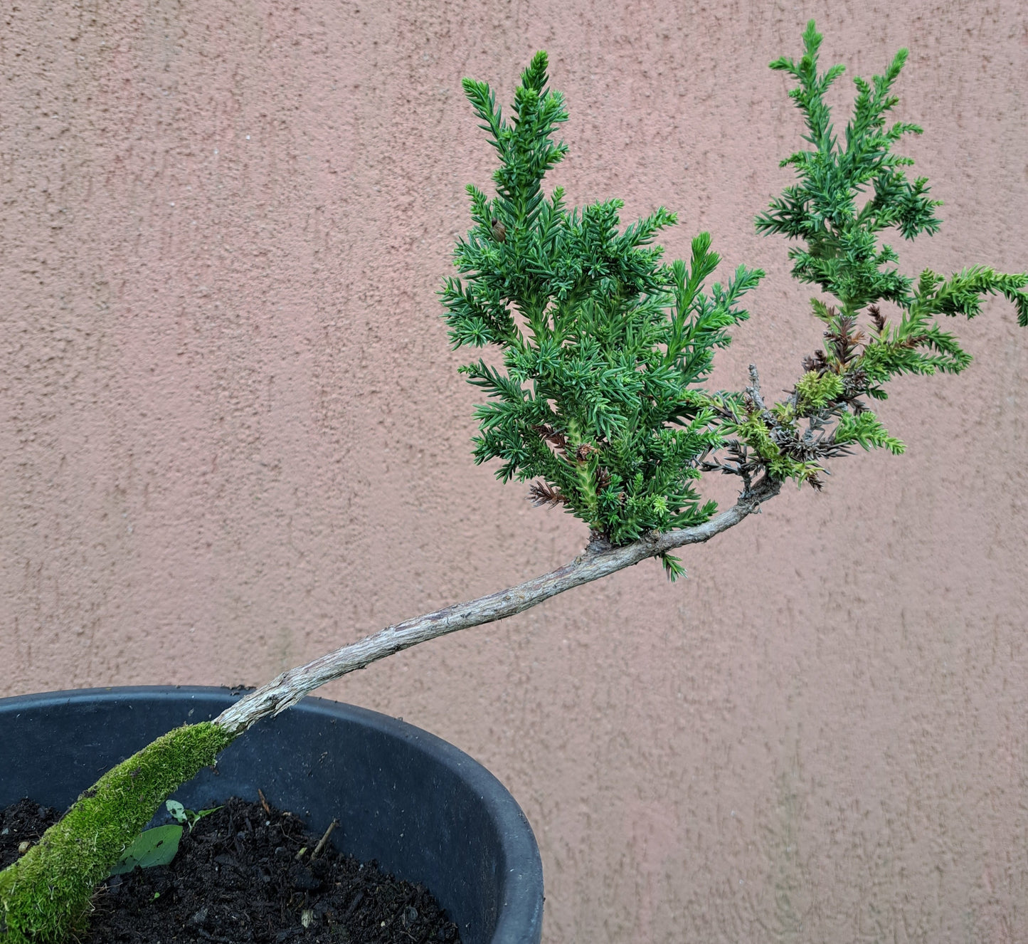 Cryptomeria japonica 'Jindai-Sugi'