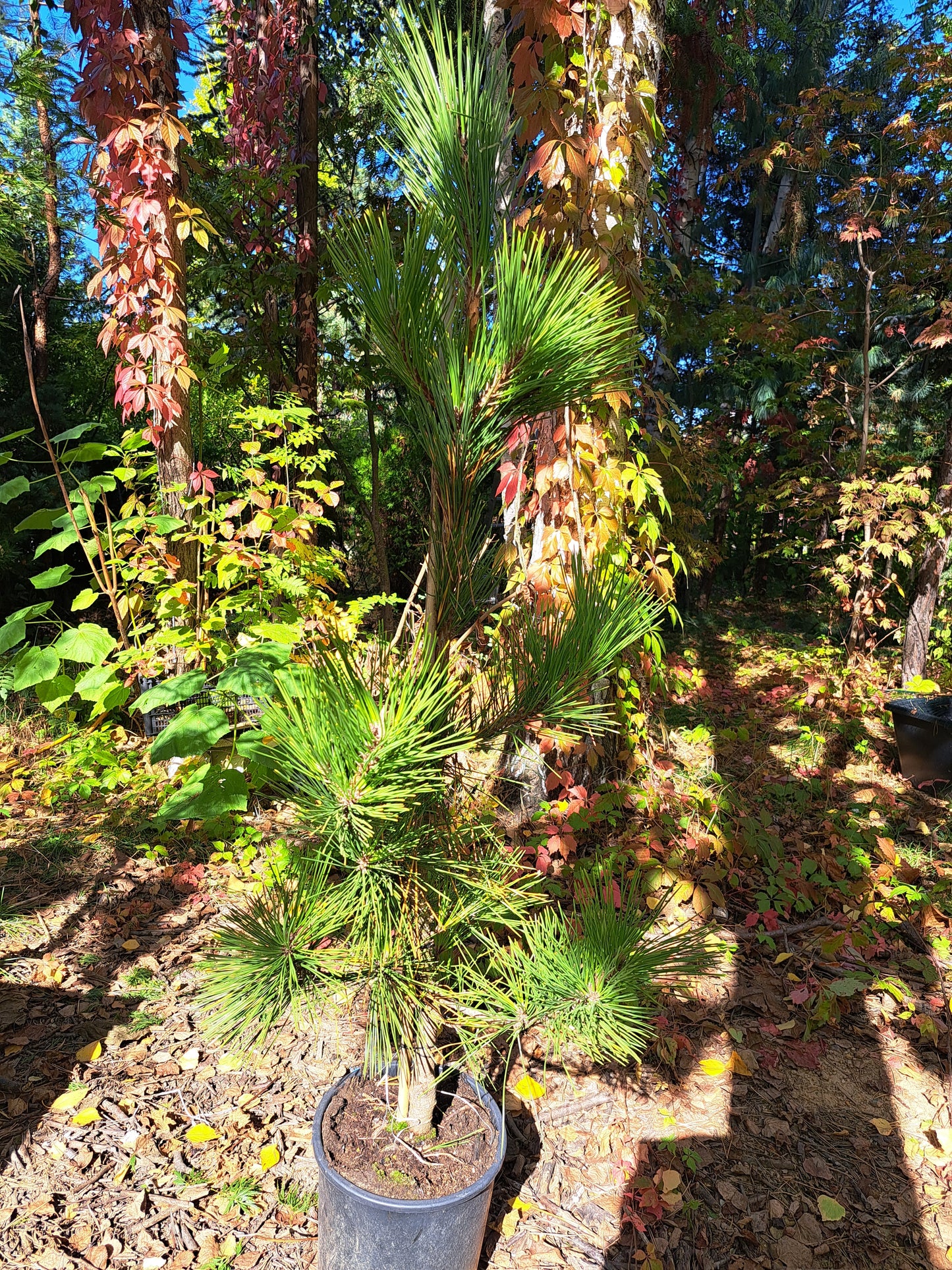 Pinus nigra 'Goldfingers' - 80-90 cm