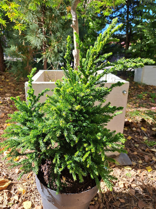 Cryptomeria japonica 'Pipo' - 50-60 cm