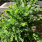 Cryptomeria japonica 'Pipo' - 50-60 cm