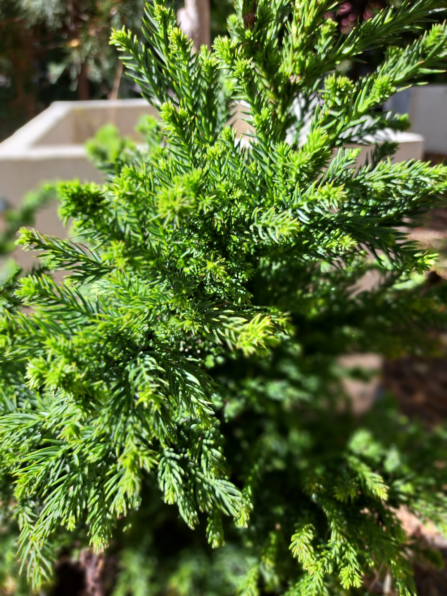 Cryptomeria japonica 'Pipo' - 50-60 cm