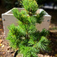 Pinus parviflora 'Goldilocks' - 30-40 cm, 40-50 cm, 50-60 cm