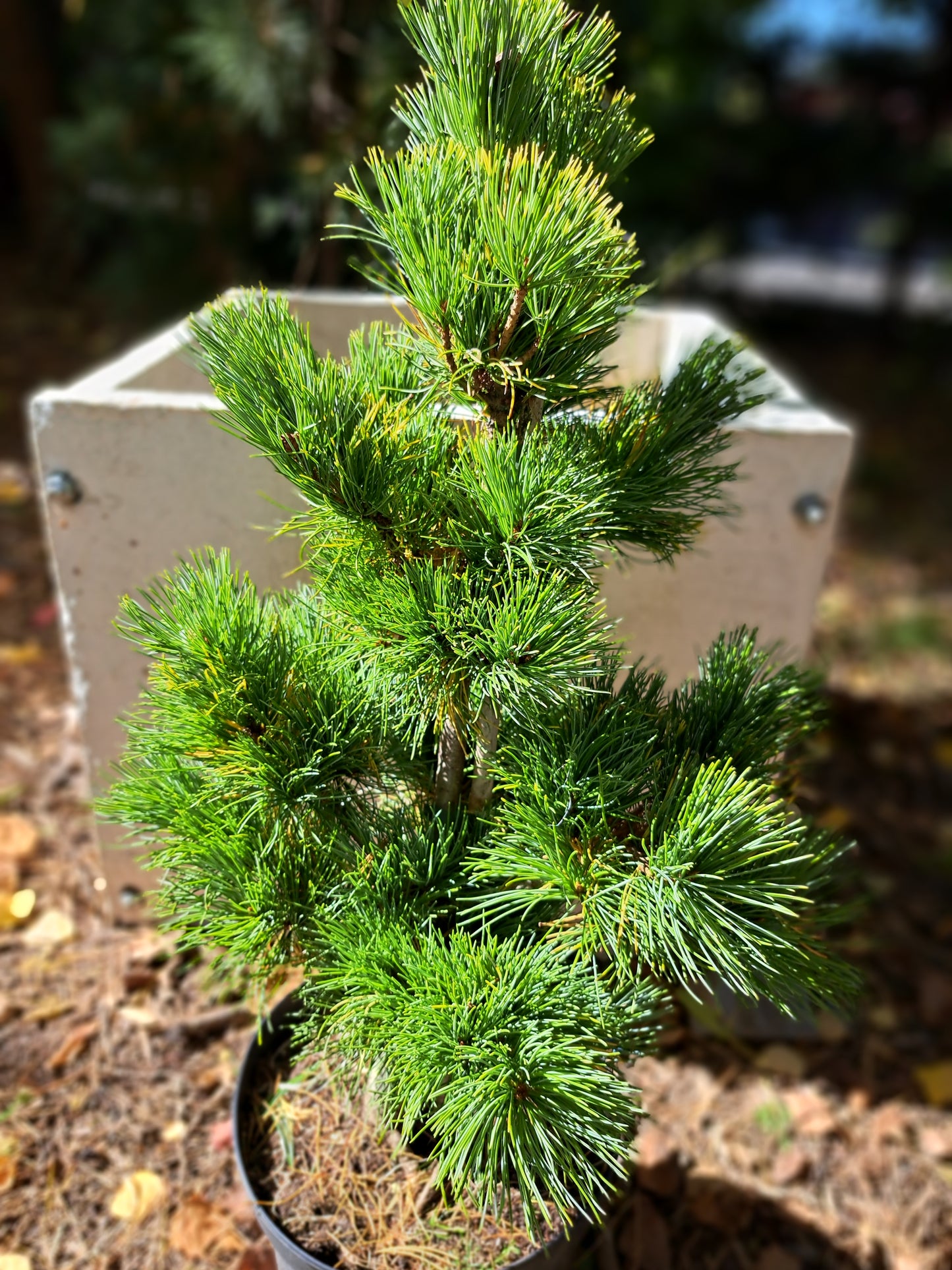 Pinus parviflora 'Goldilocks' - 30-40 cm, 40-50 cm, 50-60 cm