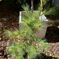 Pinus densiflora 'Golden Ghost' - 60-80 cm