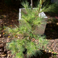 Pinus densiflora 'Golden Ghost' - 60-80 cm