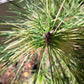 Pinus densiflora 'Golden Ghost' - 60-80 cm