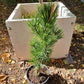 Pinus heldreichii/leucodermis 'White Cloud' - 40 cm