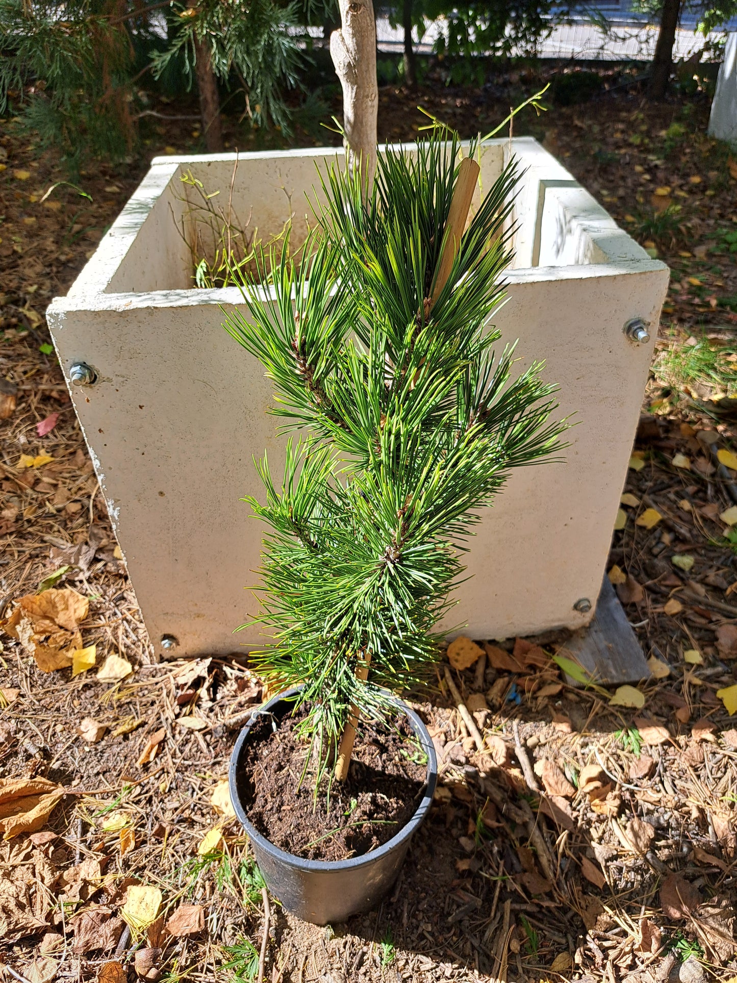 Pinus heldreichii 'White Cloud' - 30-40 cm