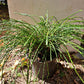 Thuja plicata ' Whipcord' - 25-30 cm