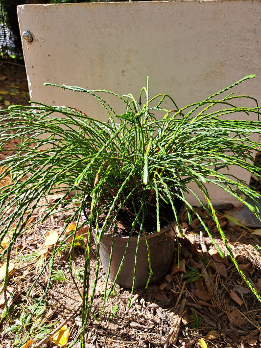 Thuja plicata ' Whipcord' - 25-30 cm