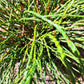 Thuja plicata ' Whipcord' - 25-30 cm