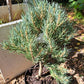 Pinus monophylla 'Sunrise' - 40-50 cm