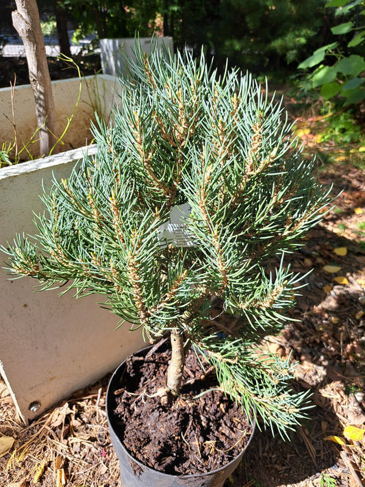 Pinus monophylla 'Sunrise' - 40-50 cm