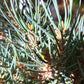 Pinus monophylla 'Sunrise' - 40-50 cm