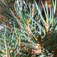 Pinus monophylla 'Sunrise' - 40-50 cm