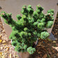 Pinus parviflora 'Kin-Po' - 25-28 cm