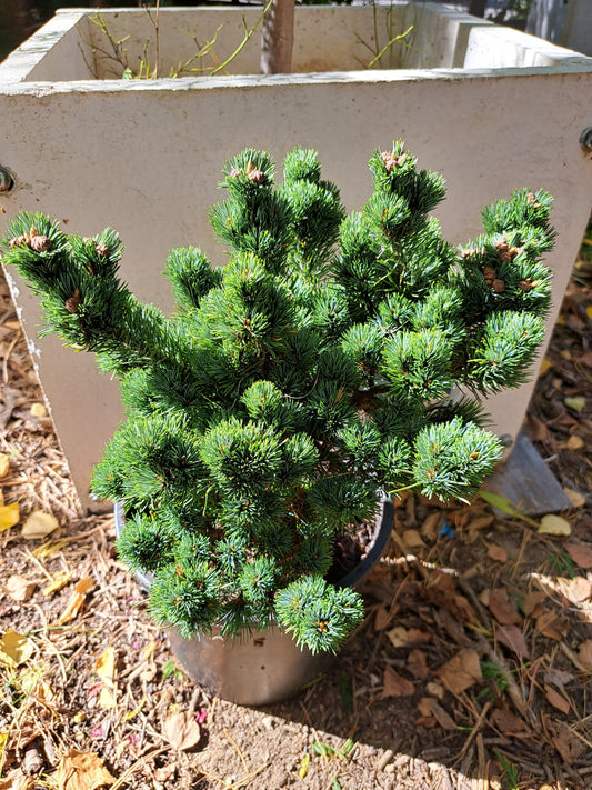 Pinus parviflora 'Kin-Po' - 25-28 cm