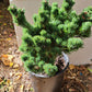 Pinus parviflora 'Kin-Po' - 25-28 cm