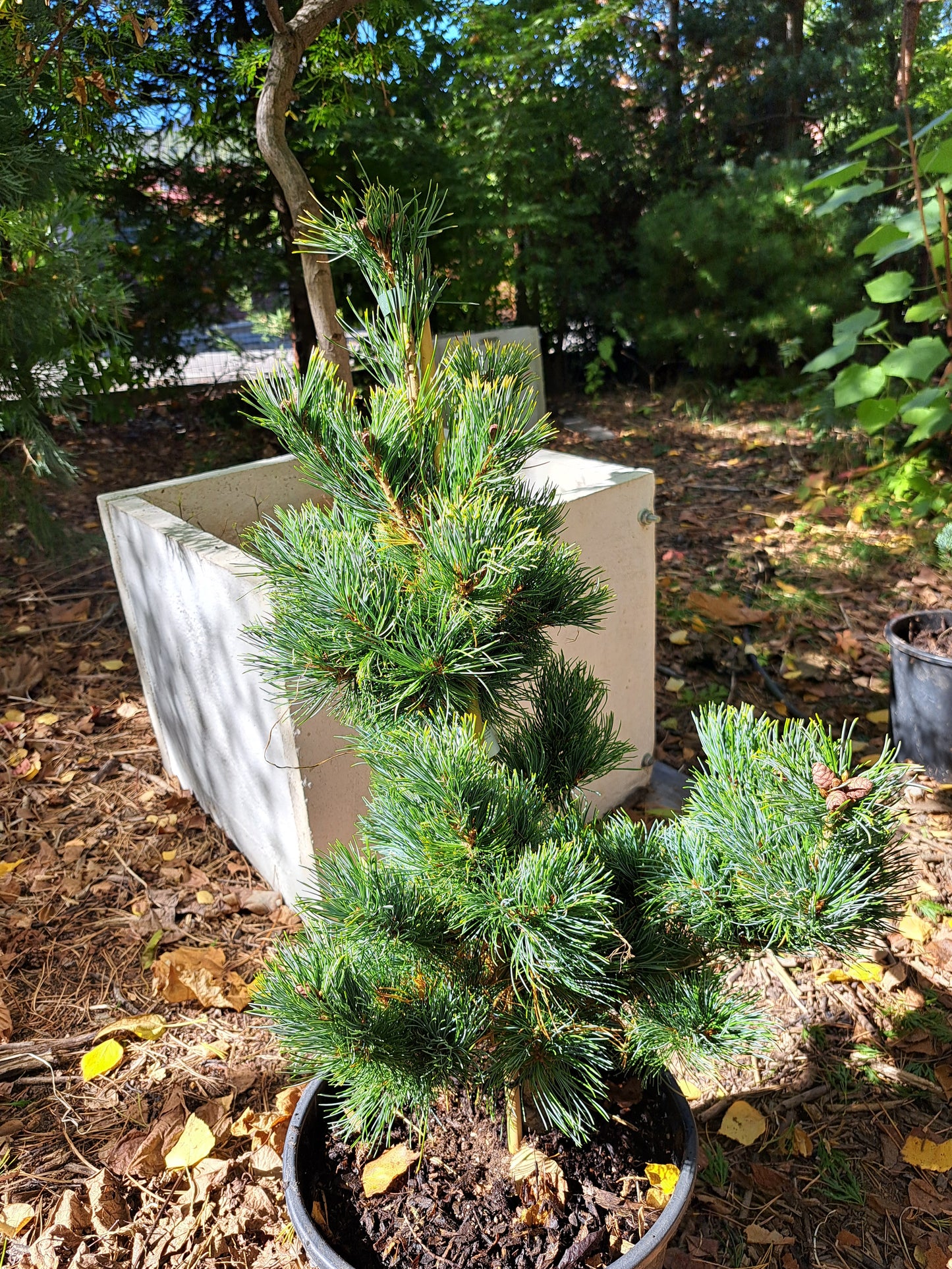 Pinus parviflora 'Goldilocks' - 30-40 cm, 40-50 cm, 50-60 cm