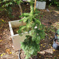 Brad - Abies procera 'Delbar Cascade' - 60-80 cm