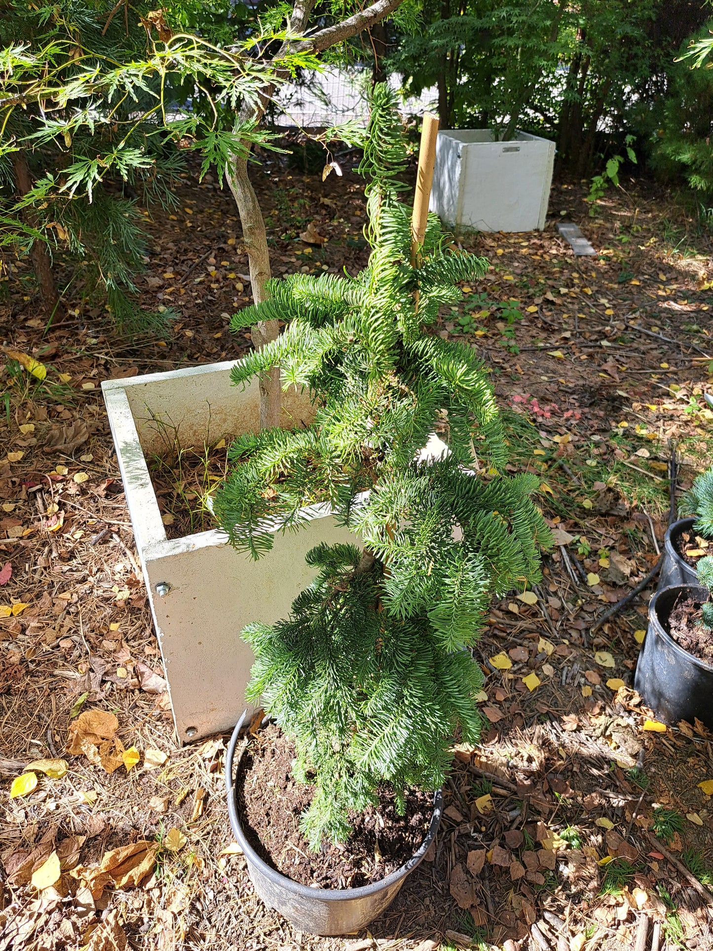 Brad - Abies procera 'Delbar Cascade' - 60-80 cm