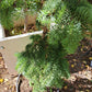 Brad - Abies procera 'Delbar Cascade' - 60-80 cm