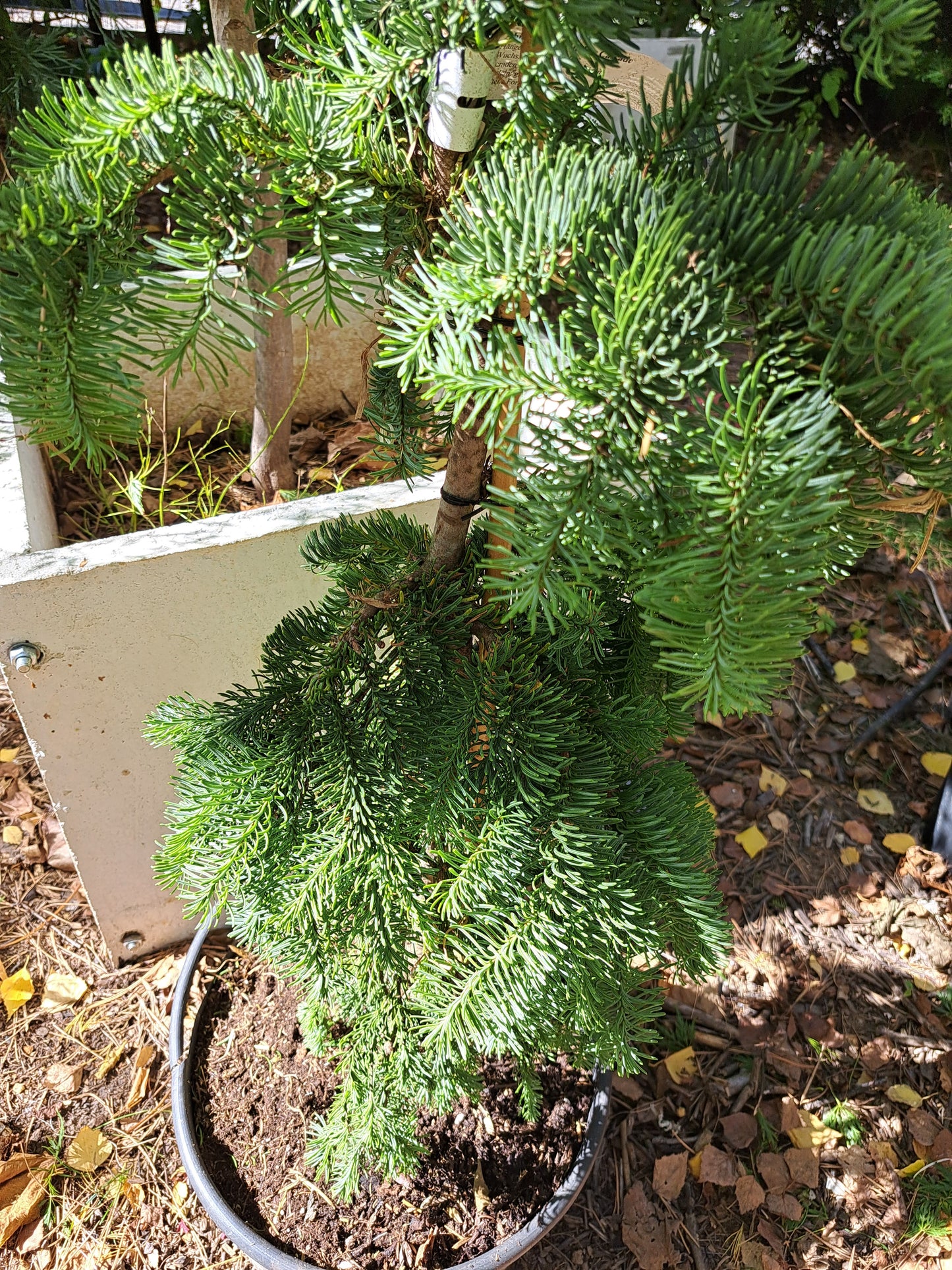 Brad - Abies procera 'Delbar Cascade' - 60-80 cm