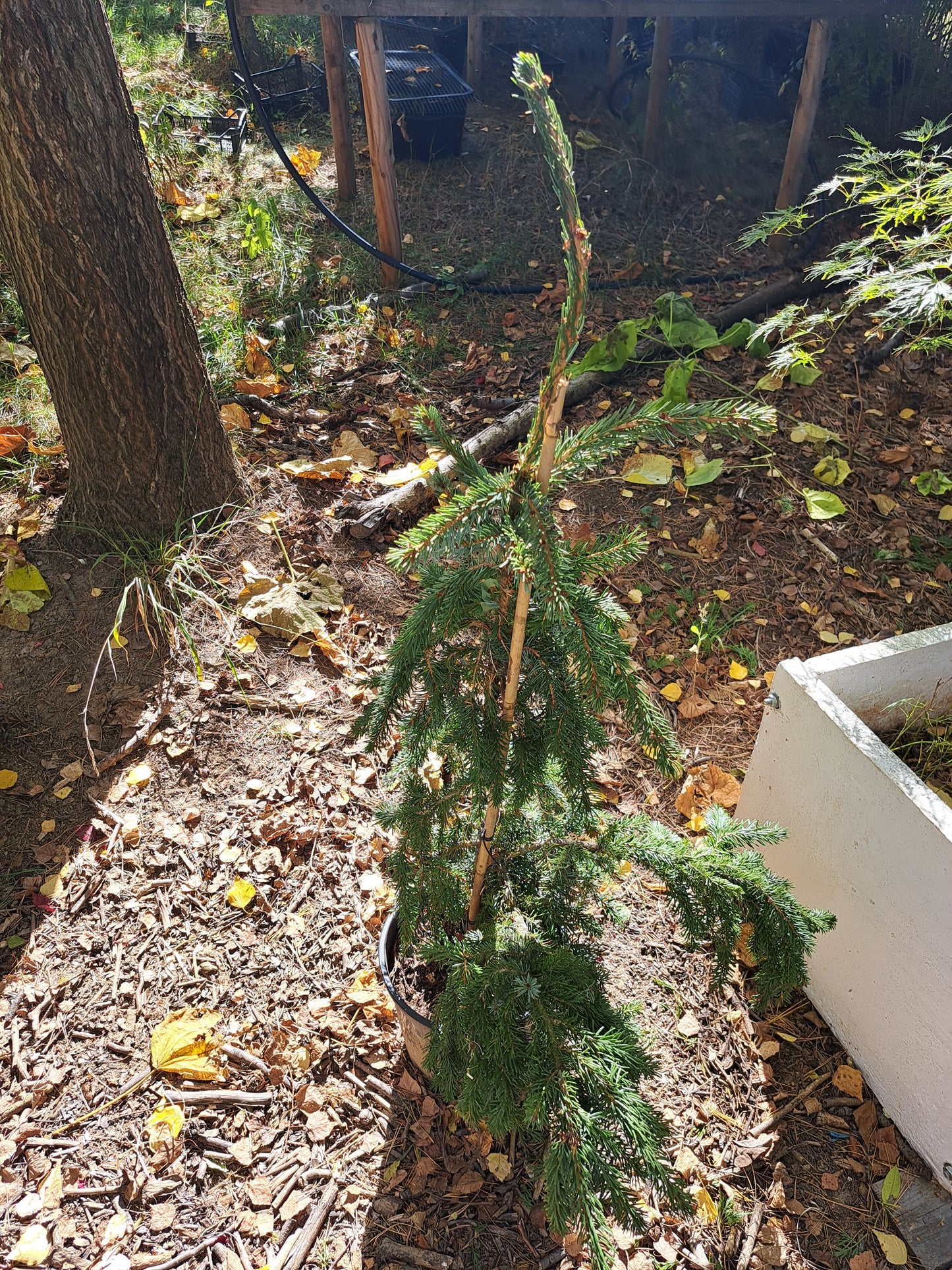 Picea omorika 'Pendula' - 80-100 cm