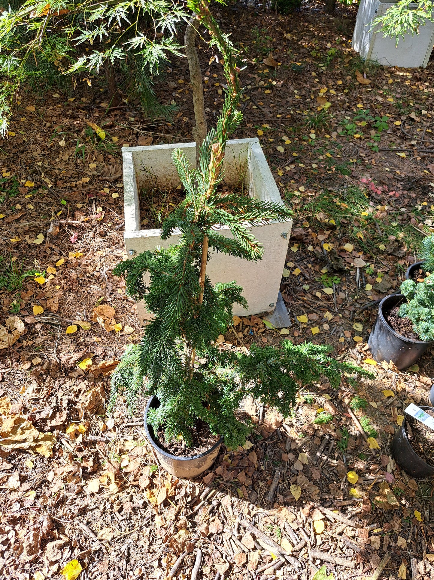 Picea omorika 'Pendula' - 80-100 cm