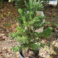 Sequoiadendron giganteum 'Philip Curtis' - 50-60 cm
