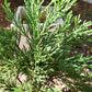 Sequoiadendron giganteum 'Philip Curtis' - 50-60 cm