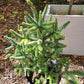 Brad Abies pinsapo 'Aurea' - 35-40 cm