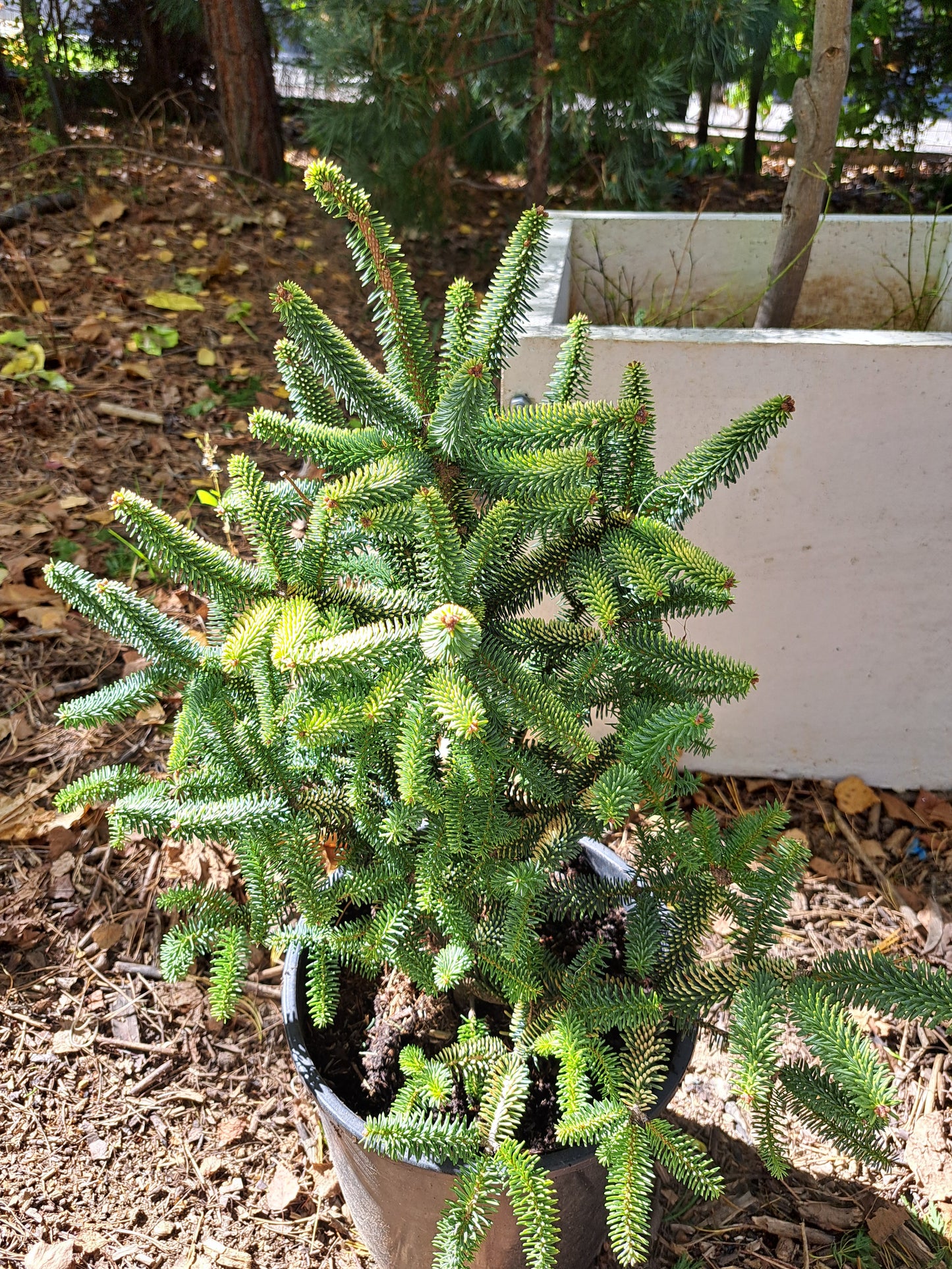 Brad Abies pinsapo 'Aurea' - 35-40 cm