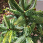 Brad Abies pinsapo 'Aurea' - 35-40 cm