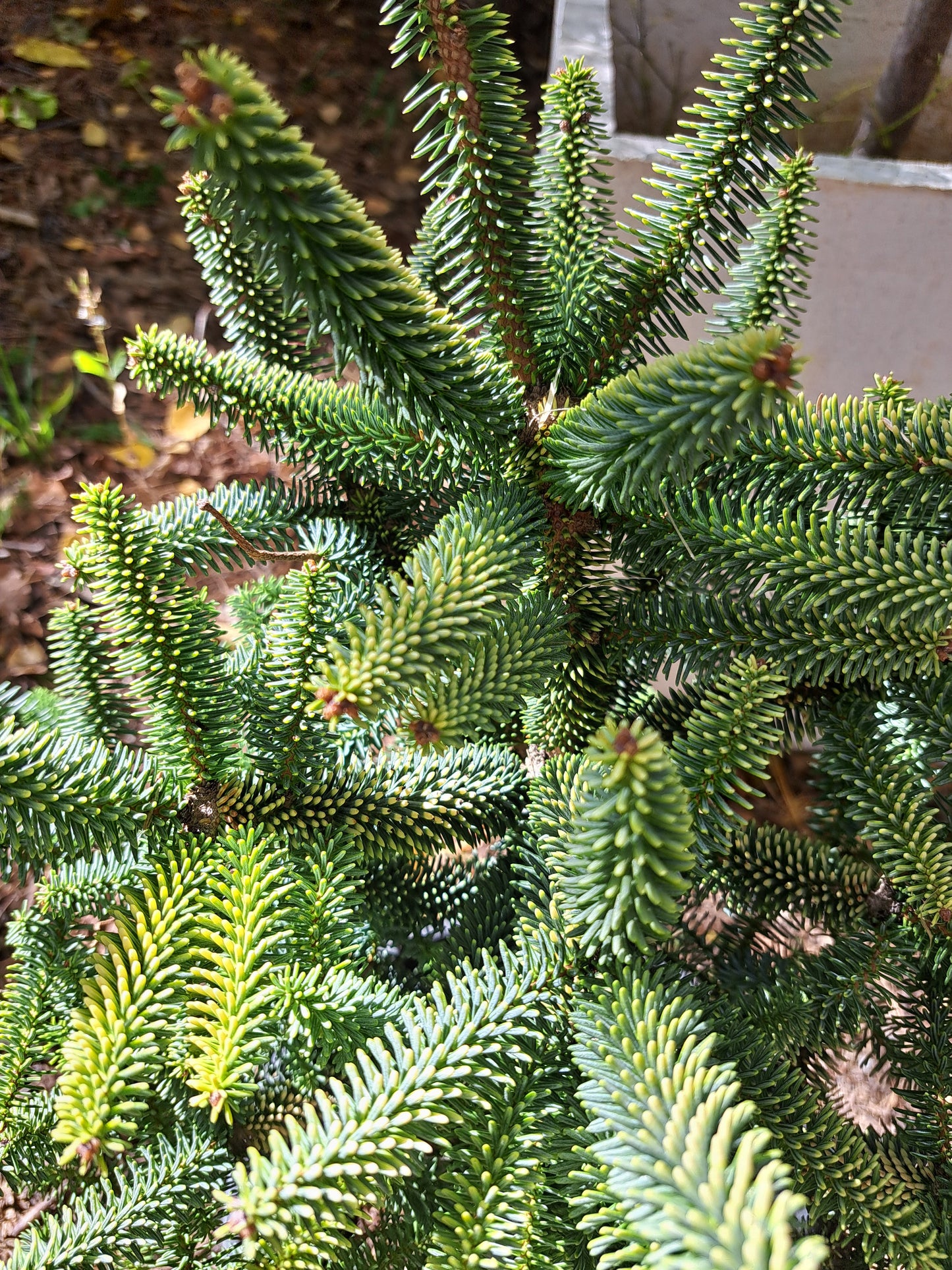 Brad Abies pinsapo 'Aurea' - 35-40 cm