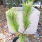 Pinus contorta 'Chief Joseph' - 30-40 cm, 40-50 cm