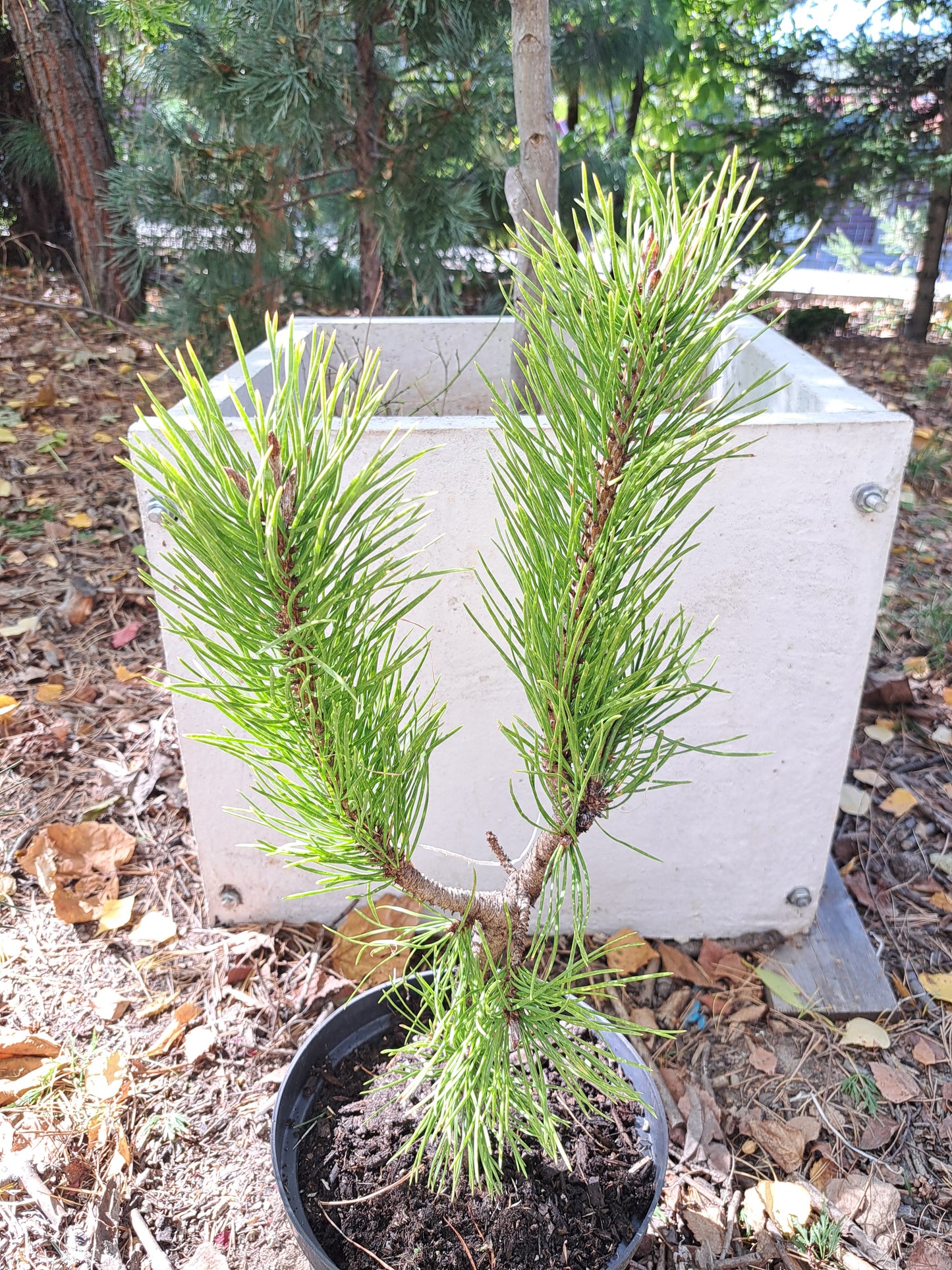 Pinus contorta 'Chief Joseph' - 30-40 cm, 40-50 cm