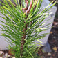 Pinus contorta 'Chief Joseph' - 30-40 cm, 40-50 cm