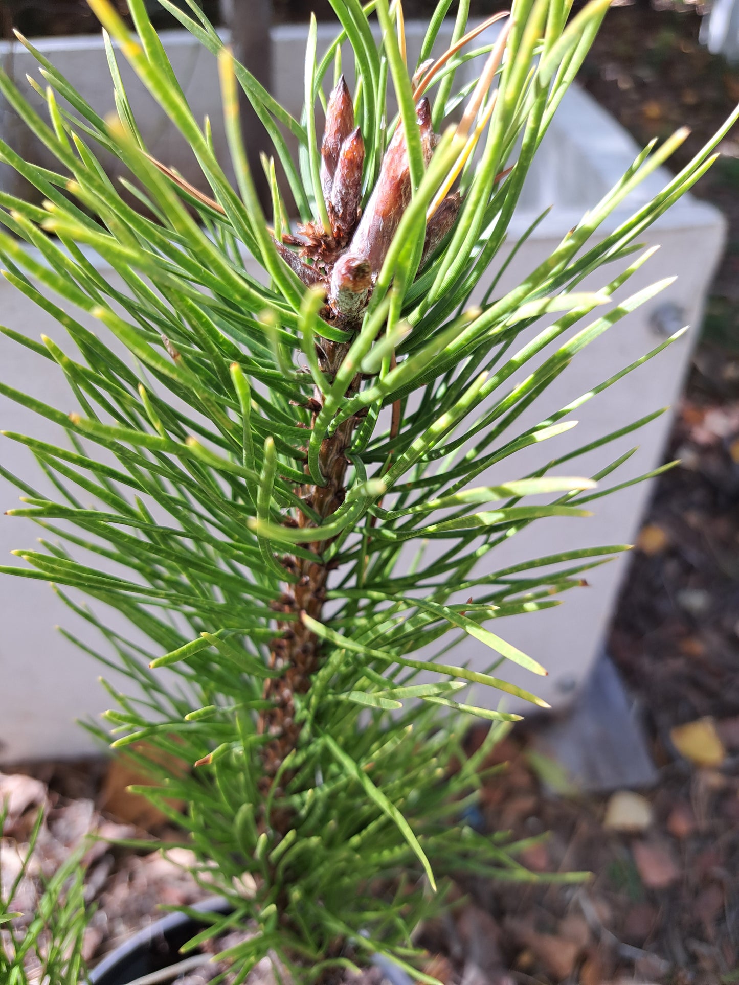 Pinus contorta 'Chief Joseph' - 30-40 cm, 40-50 cm