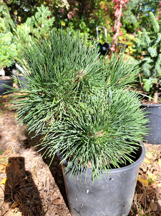 Pinus thunbergii 'Ogi' - 30-40 cm