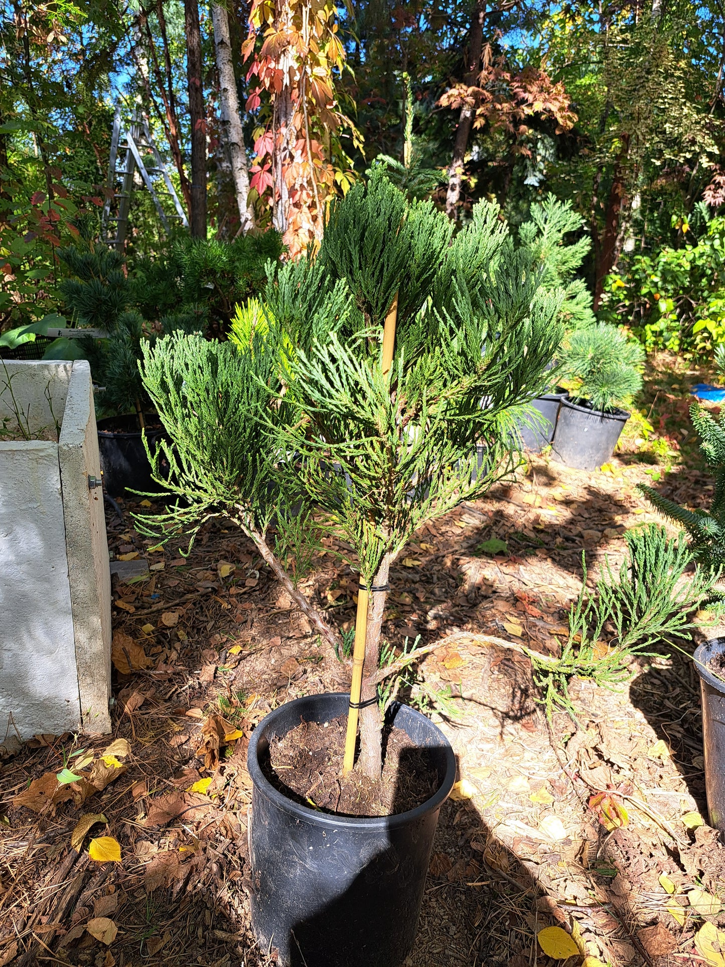 Sequoiadendron giganteum 'Nanum' - 50-60 cm