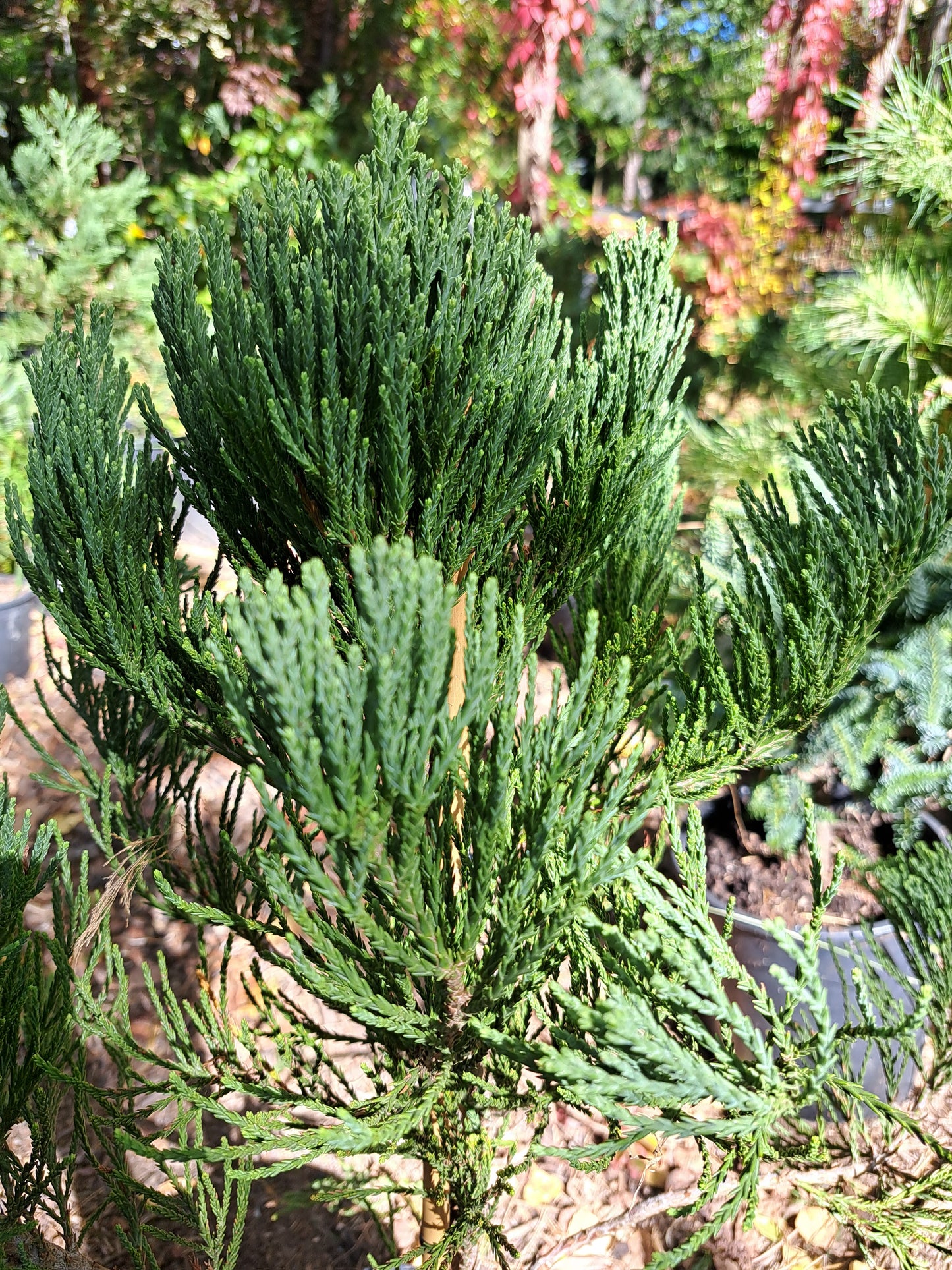 Sequoiadendron giganteum 'Nanum' - 50-60 cm