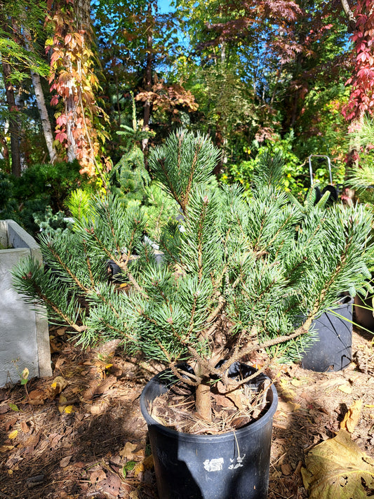 Pinus sylvestris 'Beuvronensis' - 50-60 cm