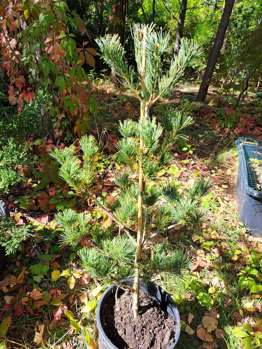 Pinus parviflora 'Ogon Goyo' - 40-50 cm