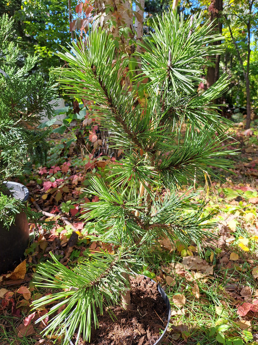 Pinus contorta Taylor's Sunburst - 40-60 cm - Raritate