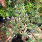 Pinus contorta 'Spaan's Dwarf' - 40-50 cm