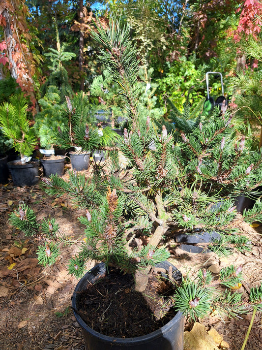 Pinus contorta 'Spaan's Dwarf' - 40-50 cm